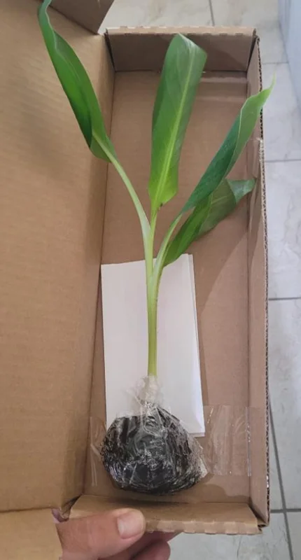 Nam Wah Banana Live Plant – 4-6" Tall Dwarf Fruit Tree – Indoor/Outdoor Tropical Foliage - Image 9