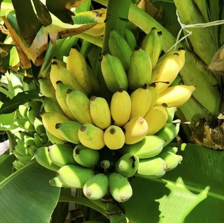 Nam Wah Banana Plant – Live Tropical Edible Banana Starter – 4-6 inch Tall - Image 2