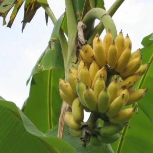 Nam Wah Banana Plant – Live Tropical Edible Banana Starter – 4-6 inch Tall - Image 4