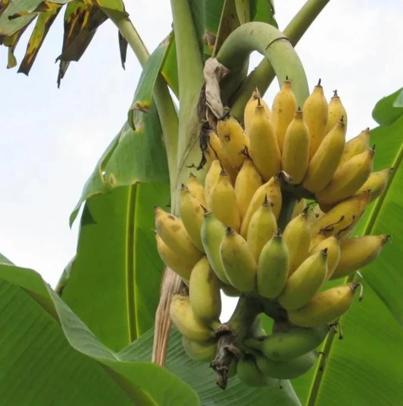 Nam Wah Banana Plant – Live Tropical Edible Banana Starter – 4-6 inch Tall - Image 4