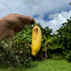 Nam Wah Banana Plant – Live Tropical Edible Banana Starter – 4-6 inch Tall - Image 5