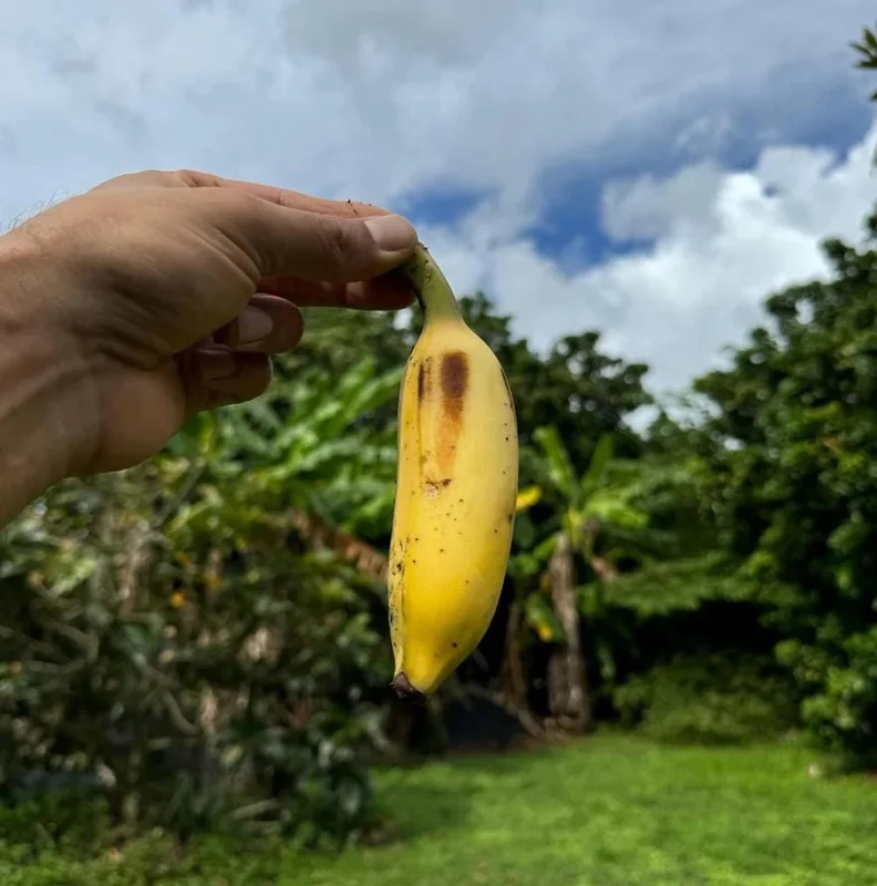 Nam Wah Banana Plant – Live Tropical Edible Banana Starter – 4-6 inch Tall - Image 5