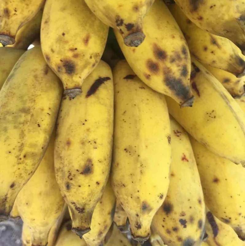 Nam Wah Banana Plant – Live Tropical Edible Banana Starter – 4-6 inch Tall - Image 6