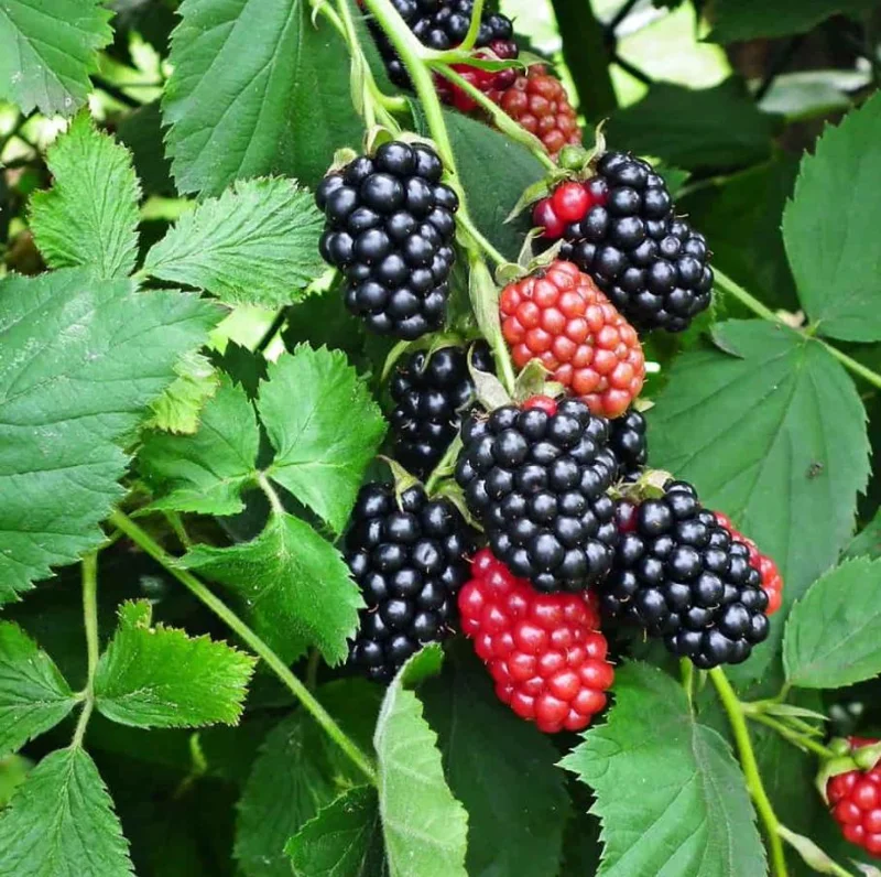 Navaho Thornless Blackberry Live Plants - Set of 2, 4-6" Tall, Bare Root, Outdoor Fruiting Shrub - Image 2