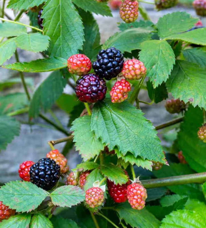 Navaho Thornless Blackberry Live Plants - Set of 2, 4-6" Tall, Bare Root, Outdoor Fruiting Shrub - Image 3