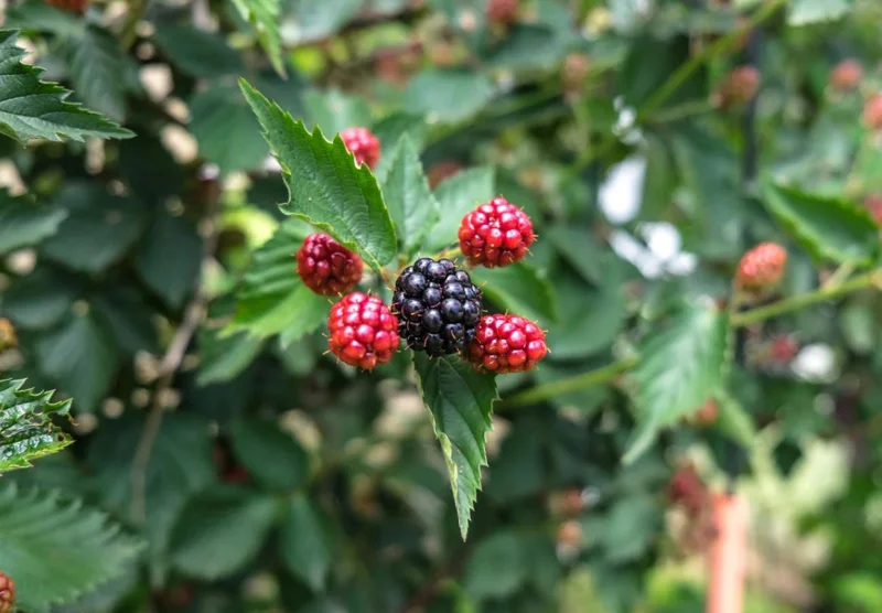 Navaho Thornless Blackberry Live Plants - Set of 2, 4-6" Tall, Bare Root, Outdoor Fruiting Shrub - Image 4