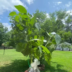 Navaho Thornless Blackberry Live Plants - Set of 2, 4-6