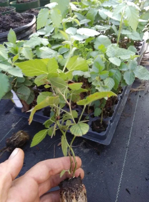 Navaho Thornless Blackberry Live Plants - Set of 2, 4-6" Tall, Bare Root, Outdoor Fruiting Shrub - Image 6