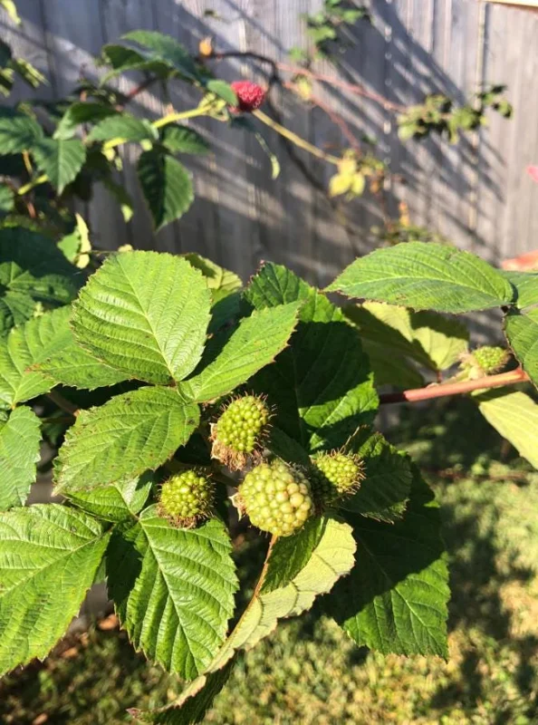 Navaho Thornless Blackberry Live Plants - Set of 2, 4-6" Tall, Bare Root, Outdoor Fruiting Shrub - Image 7