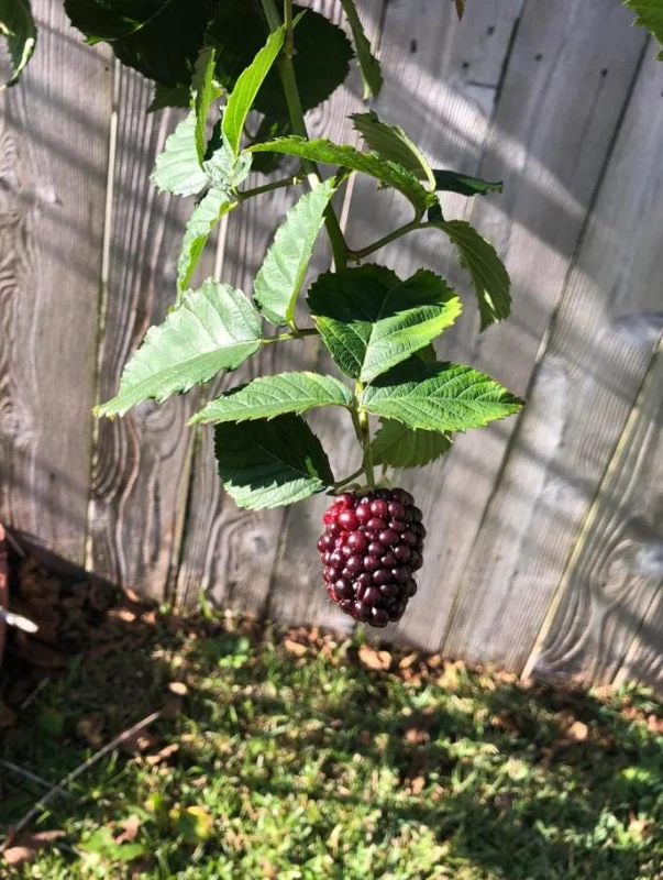 Navaho Thornless Blackberry Live Plants - Set of 2, 4-6" Tall, Bare Root, Outdoor Fruiting Shrub - Image 8