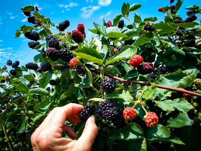 Navaho Thornless Blackberry Live Plants - Set of 2, 4-6" Tall, Bare Root, Outdoor Fruiting Shrub - Image 1