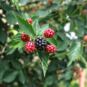 Navaho Thornless Blackberry Live Plants – Set of 6 – 4-6