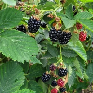 Navaho Thornless Blackberry Live Plants – Set of 6 – 4-6