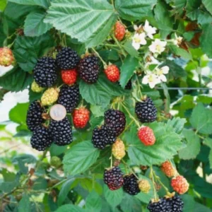 Navaho Thornless Blackberry Live Plants – Set of 6 – 4-6