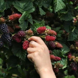 Navaho Thornless Blackberry Live Plants – Set of 6 – 4-6