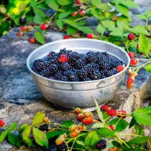 Navaho Thornless Blackberry Live Plants – Set of 6 – 4-6