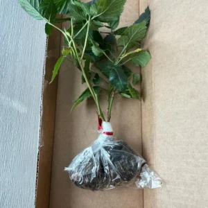 Navaho Thornless Blackberry Live Plants – Set of 6 – 4-6