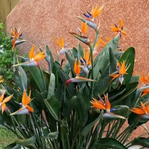 Orange Bird of Paradise Live Plant Starter - Strelitzia Reginae - 4-6