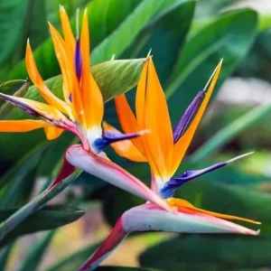 Orange Bird of Paradise Live Plant Starter - Strelitzia Reginae - 4-6