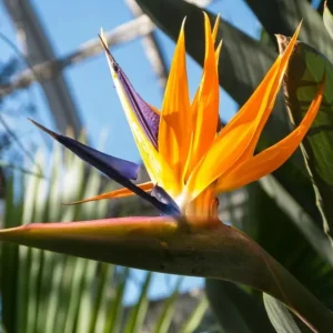 Orange Bird of Paradise Live Plant Starter - Strelitzia Reginae - 4-6