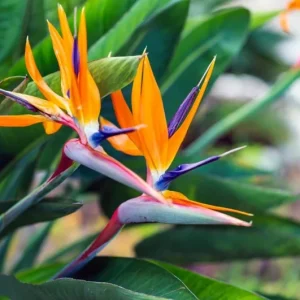 Orange Bird of Paradise Live Plant Starter - Strelitzia Reginae - 4-6