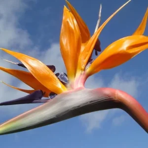Orange Bird of Paradise Live Plant Starter - Strelitzia Reginae - 4-6