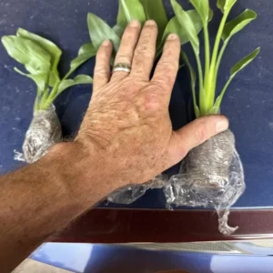 Orange Bird of Paradise Live Plant Starter - Strelitzia Reginae - 4-6