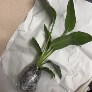 Orange Bird of Paradise Live Plant Starter - Strelitzia Reginae - 4-6