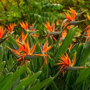 Orange Bird of Paradise Live Plant Starter - Strelitzia Reginae - 4-6