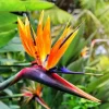 Orange Bird of Paradise Live Plant Starter - Strelitzia Reginae - 4-6" Tall - Indoor/Outdoor - Image 1