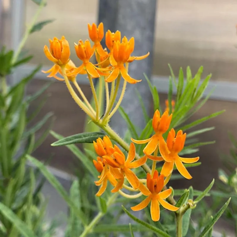 Orange Milkweed Live Plant - 2 Pack Asclepias Tuberosa Starter, 4-6" Tall, Outdoor Perennial - Image 2