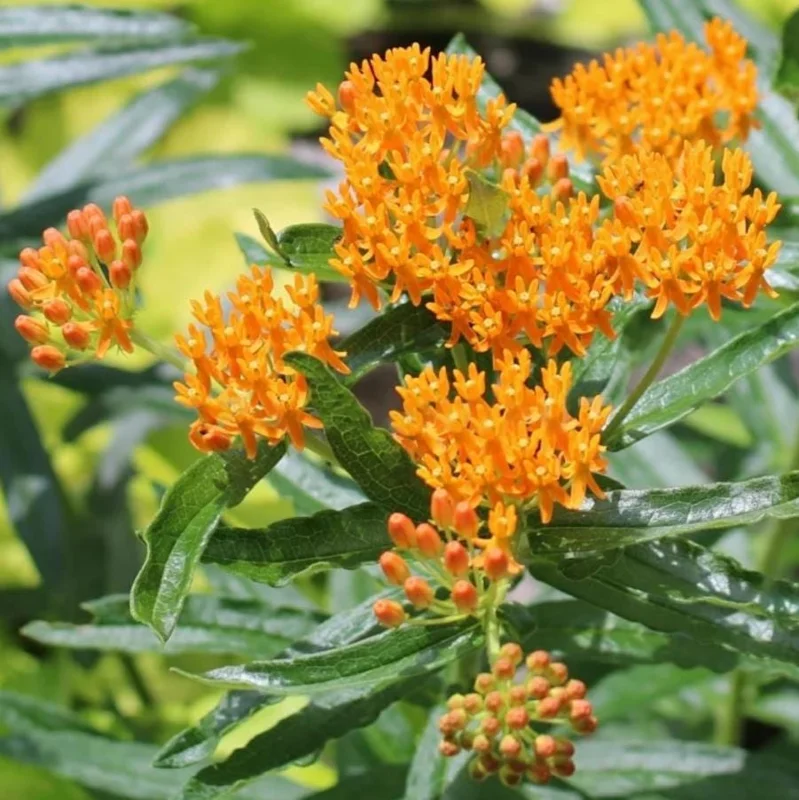 Orange Milkweed Live Plant - 2 Pack Asclepias Tuberosa Starter, 4-6" Tall, Outdoor Perennial - Image 3
