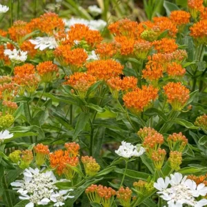 Orange Milkweed Live Plant - 2 Pack Asclepias Tuberosa Starter, 4-6