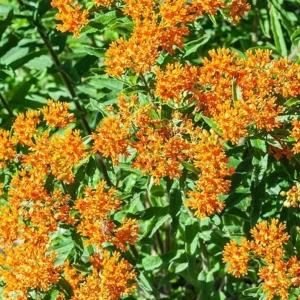 Orange Milkweed Live Plant - 2 Pack Asclepias Tuberosa Starter, 4-6
