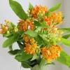 Orange Milkweed Live Plant - 2 Pack Asclepias Tuberosa Starter, 4-6" Tall, Outdoor Perennial - Image 1