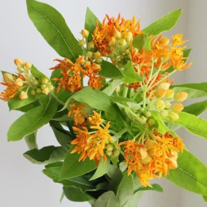 Orange Milkweed Live Plant - 2 Pack Asclepias Tuberosa Starter, 4-6