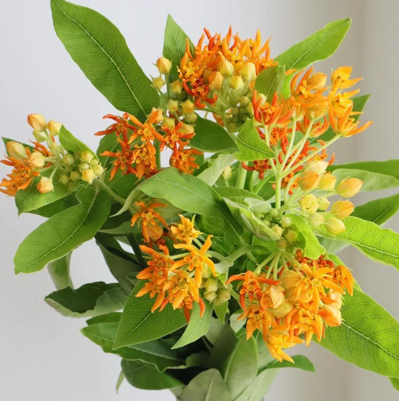 Orange Milkweed Live Plant - 2 Pack Asclepias Tuberosa Starter, 4-6" Tall, Outdoor Perennial - Image 1