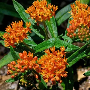Orange Milkweed Live Plant - 2 Pack Asclepias Tuberosa Starter, 4-6
