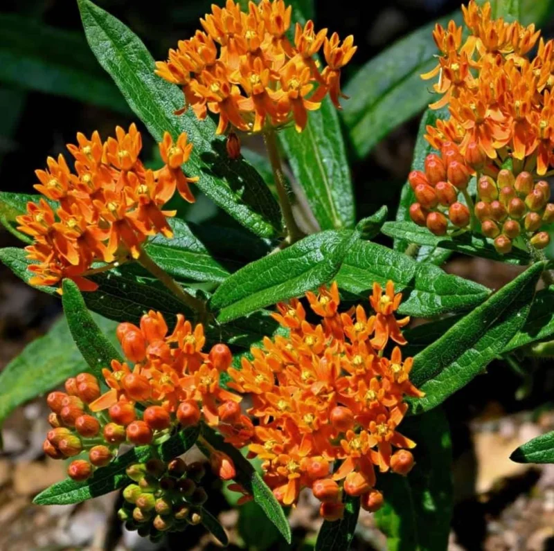 Orange Milkweed Live Plant - 2 Pack Asclepias Tuberosa Starter, 4-6" Tall, Outdoor Perennial - Image 6