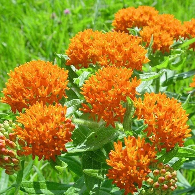Orange Milkweed Live Plant - 2 Pack Asclepias Tuberosa Starter, 4-6" Tall, Outdoor Perennial - Image 7