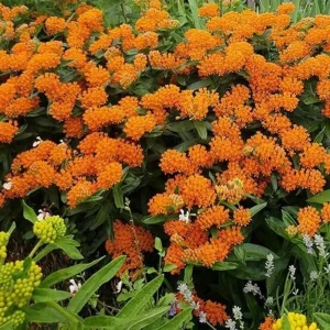 Orange Milkweed Live Plant - 2 Pack Asclepias Tuberosa Starter, 4-6