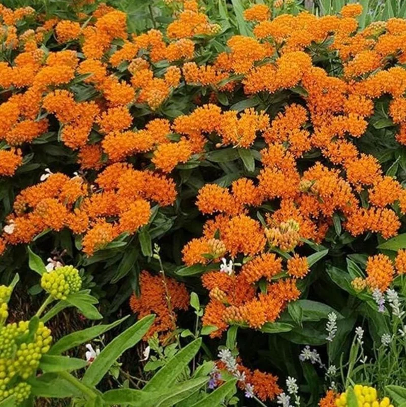 Orange Milkweed Live Plant - 2 Pack Asclepias Tuberosa Starter, 4-6" Tall, Outdoor Perennial - Image 9