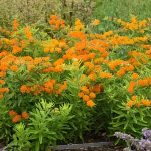 Orange Milkweed Live Plants - 2 Pack, 3-6