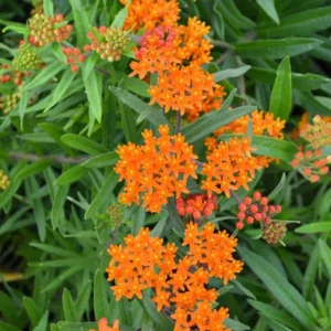 Orange Milkweed Live Plants - 2 Pack, 3-6