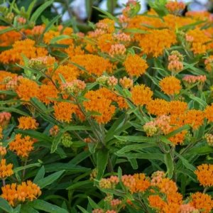 Orange Milkweed Live Plants - 2 Pack, 3-6