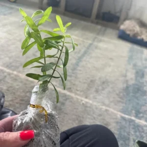 Orange Milkweed Live Plants - 2 Pack, 3-6