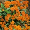 Orange Milkweed Live Plants - 2 Pack, 3-6" Tall Asclepias perennis for Pollinators - Image 1