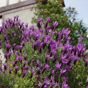 Otto Quast Lavender Live Plants – Set of 2, 4-6