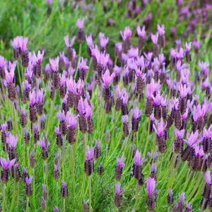 Otto Quast Lavender Live Plants – Set of 2, 4-6
