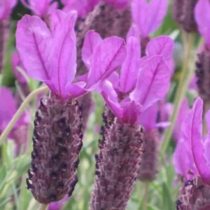 Otto Quast Lavender Live Plants – Set of 2, 4-6